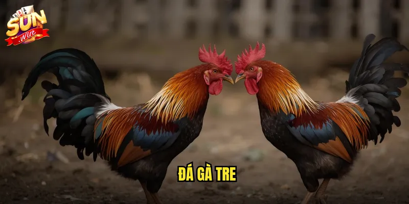 Đá gà tre